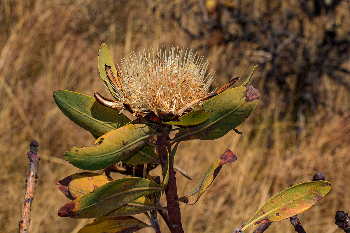 Protea angolensis var. divaricata