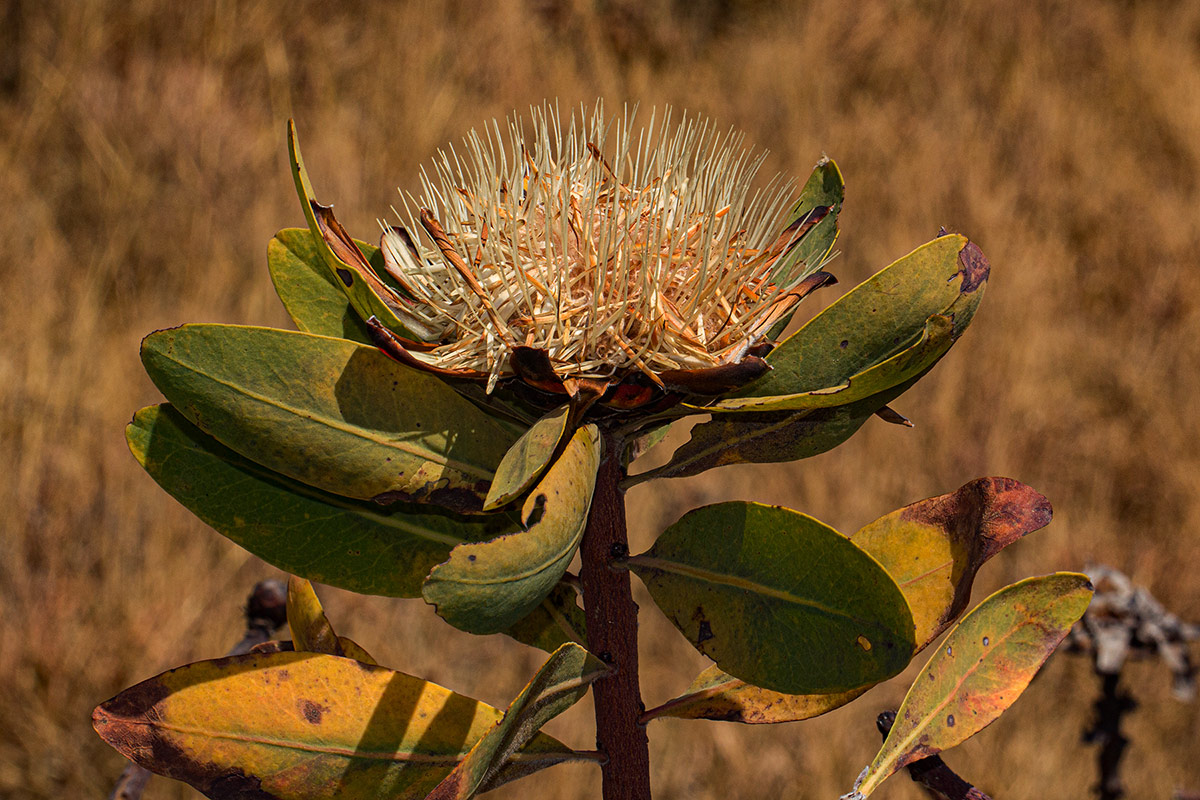 Protea angolensis var. divaricata