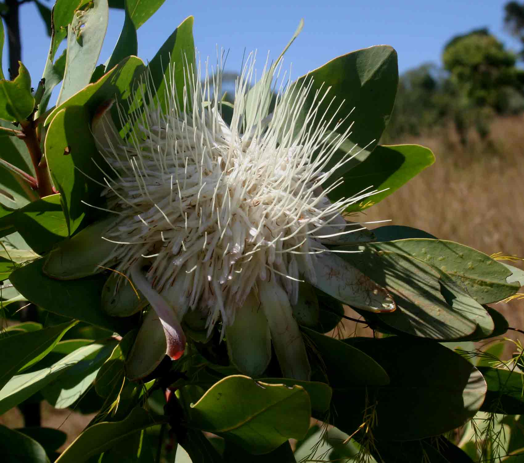 Protea angolensis var. divaricata