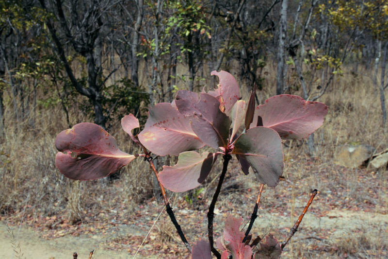 Protea angolensis var. divaricata Protea angolensis var. divaricata