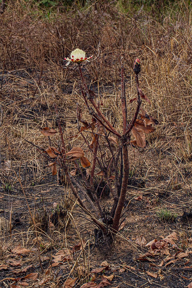 Protea angolensis var. divaricata