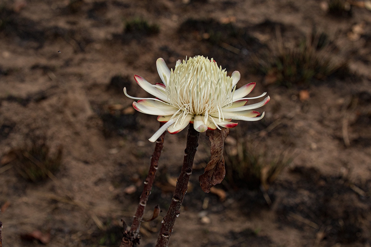Protea angolensis var. divaricata