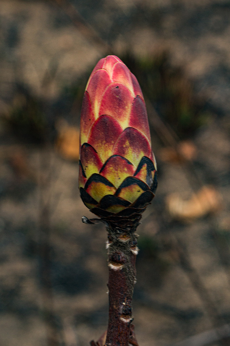 Protea angolensis var. divaricata Protea angolensis var. divaricata