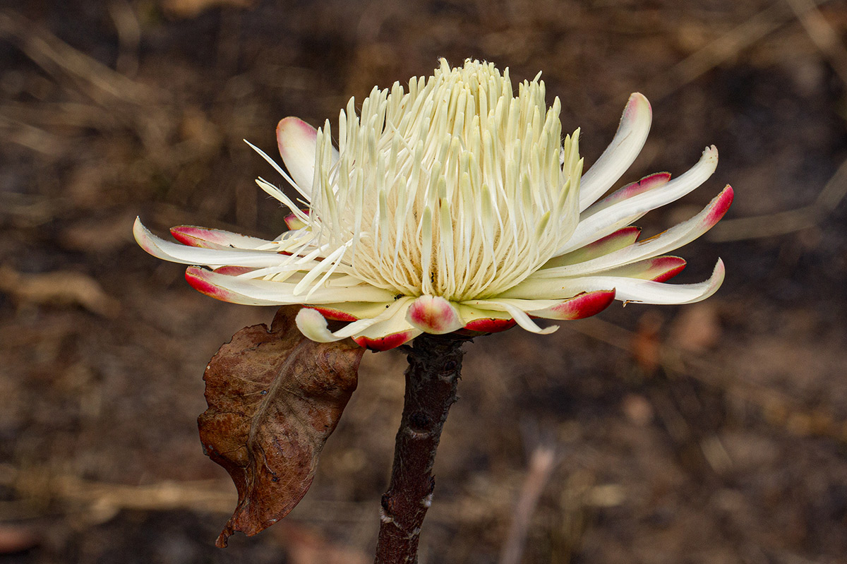 Protea angolensis var. divaricata
