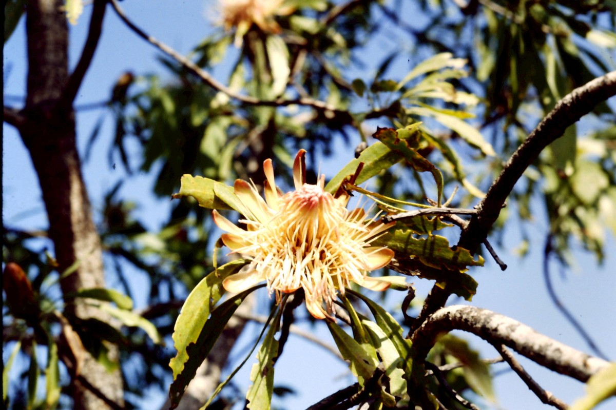 Protea petiolaris subsp. elegans