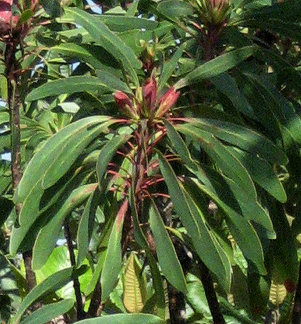 Protea petiolaris subsp. elegans