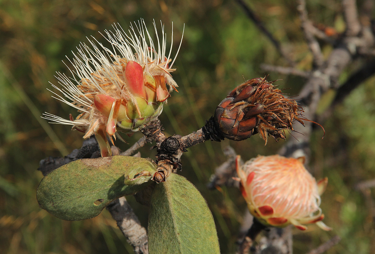 Protea welwitschii Protea welwitschii