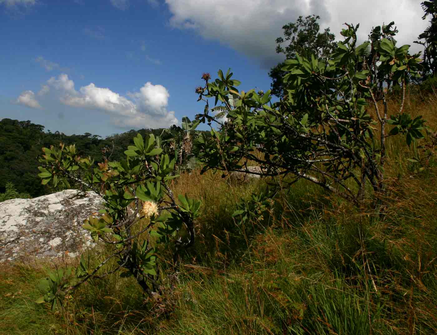 Protea welwitschii Protea welwitschii