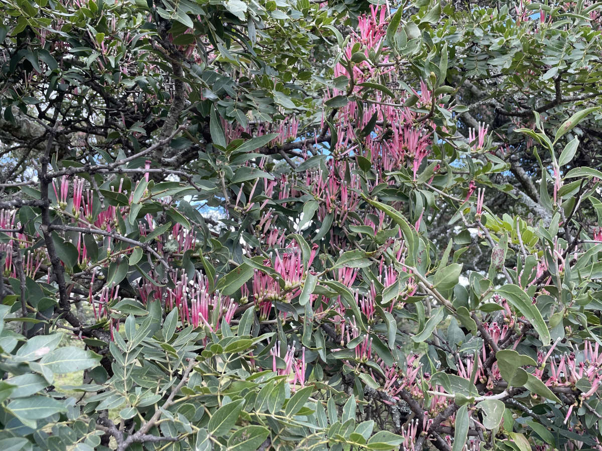 Tapinanthus dependens