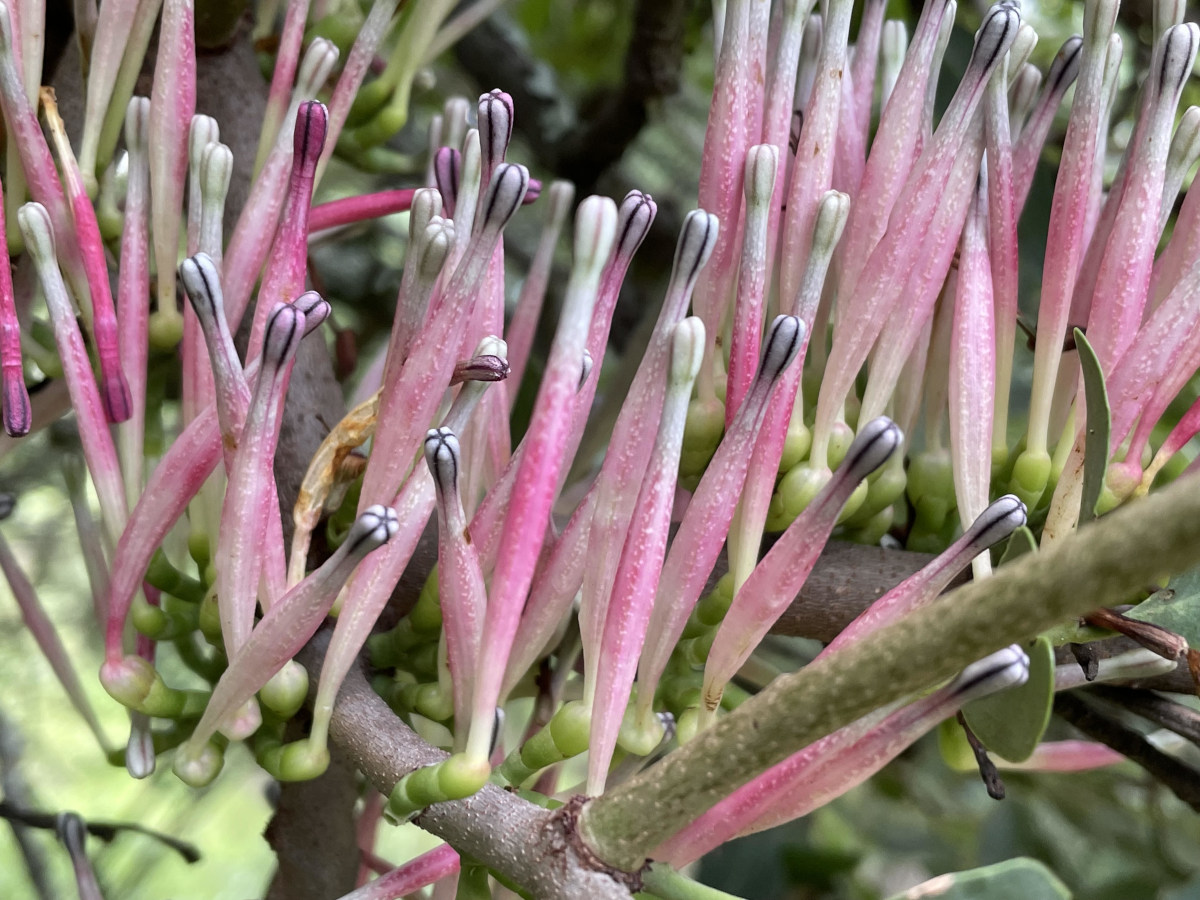 Tapinanthus dependens