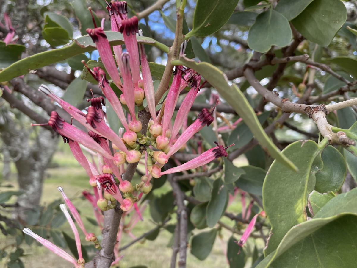 Tapinanthus dependens Tapinanthus dependens