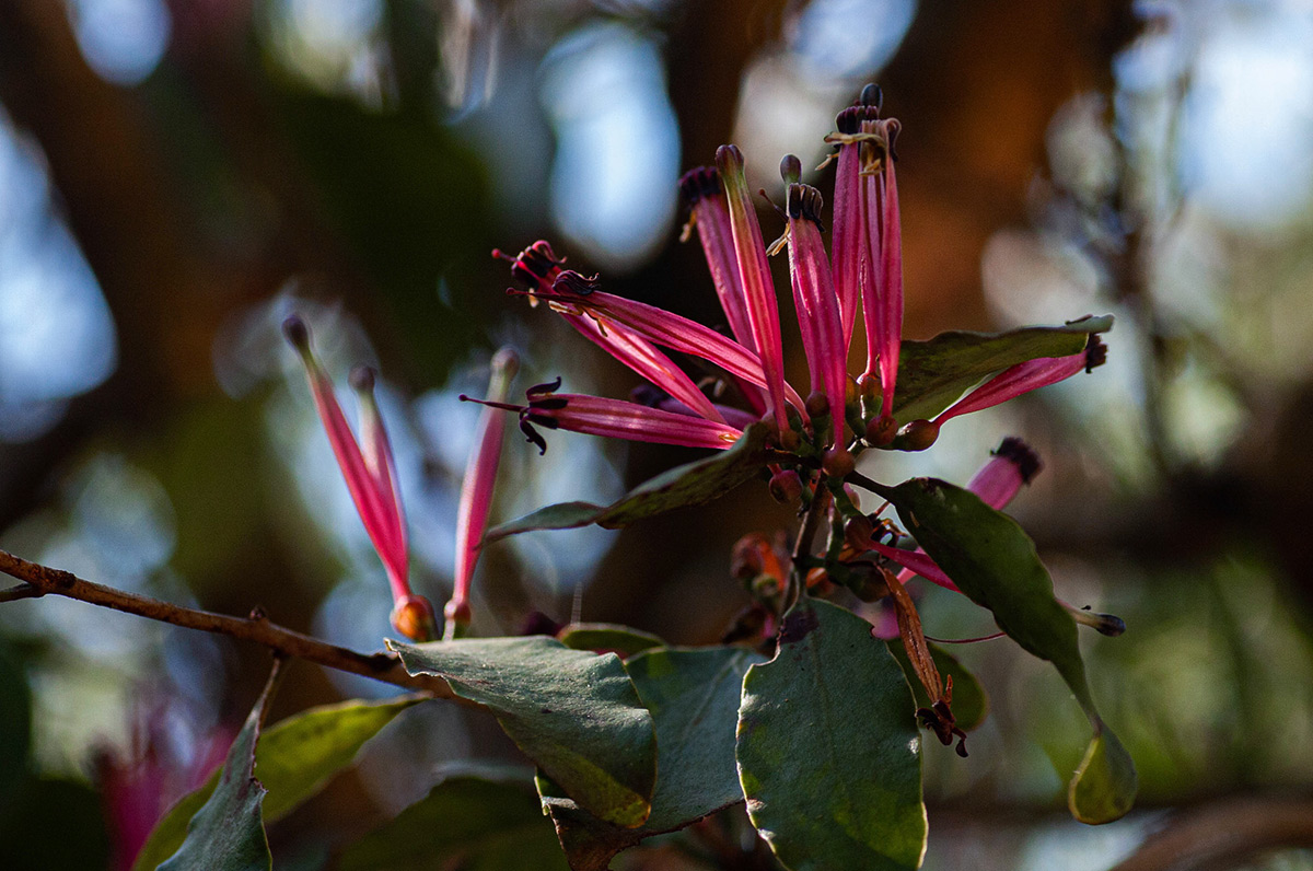 Tapinanthus oleifolius