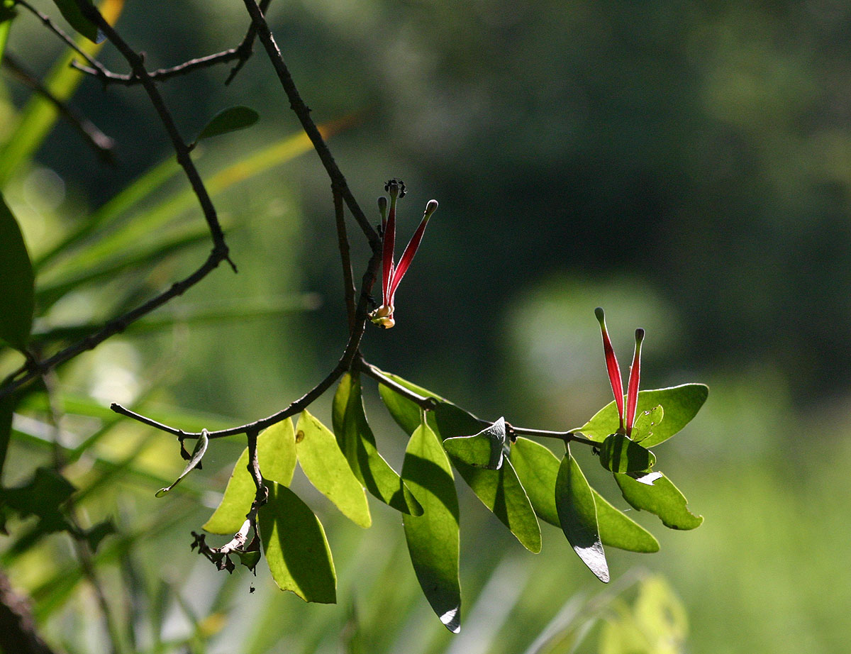 Tapinanthus oleifolius