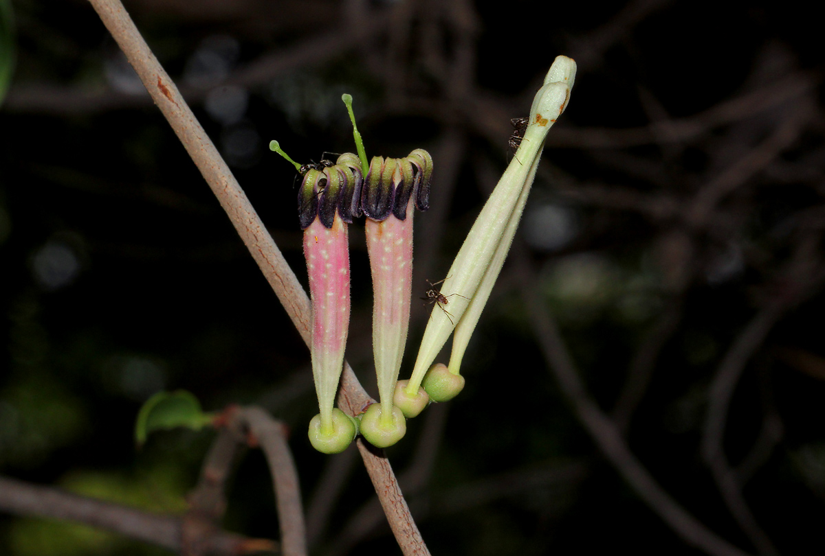 Tapinanthus oleifolius
