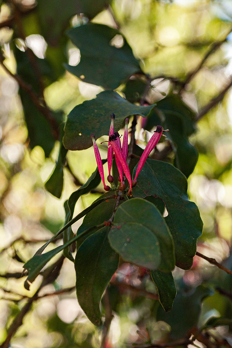 Tapinanthus oleifolius