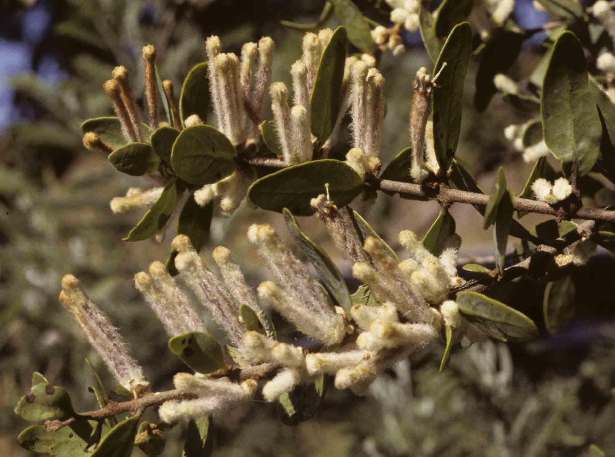 Tapinanthus quequensis