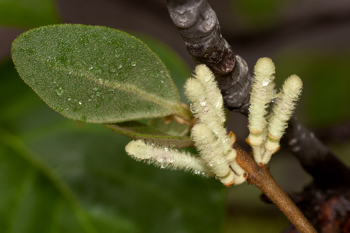 Tapinanthus quequensis Tapinanthus quequensis