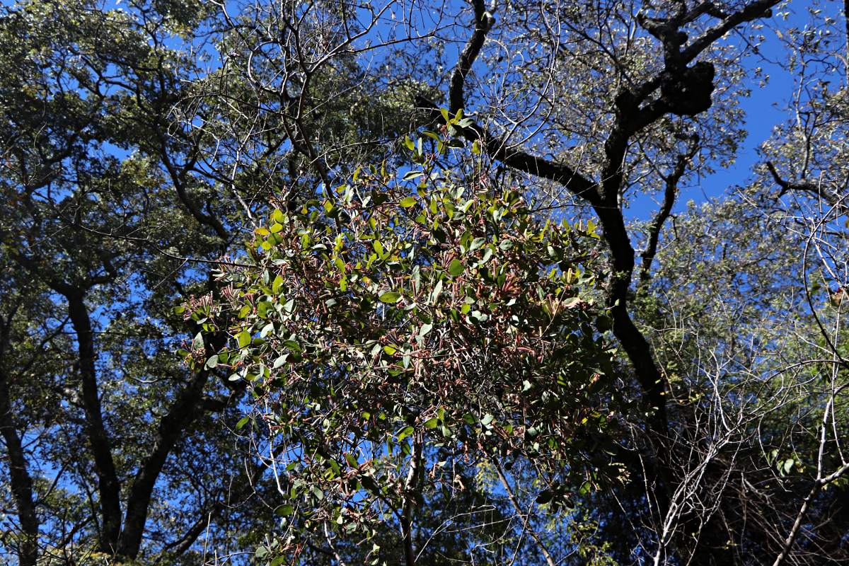 Tapinanthus quequensis