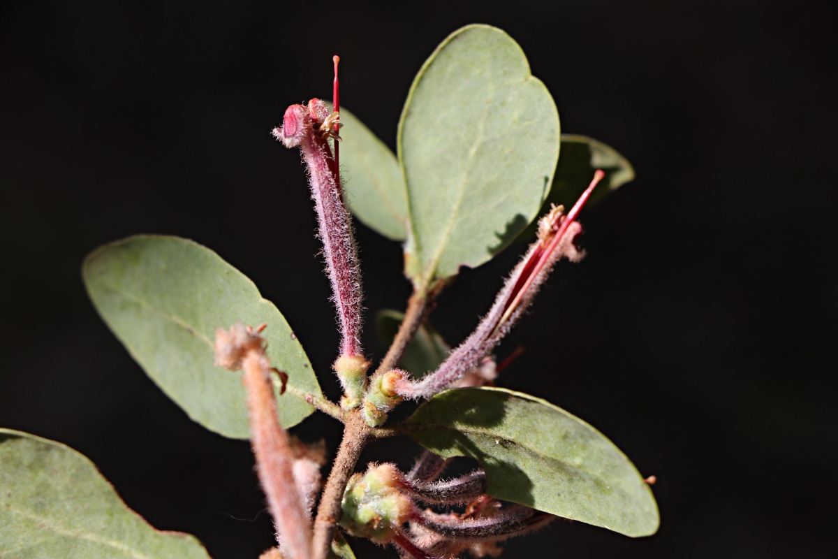 Tapinanthus quequensis