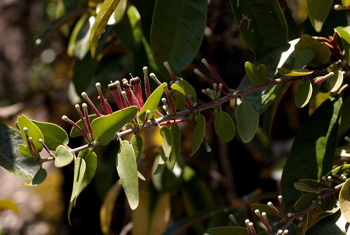 Tapinanthus quequensis