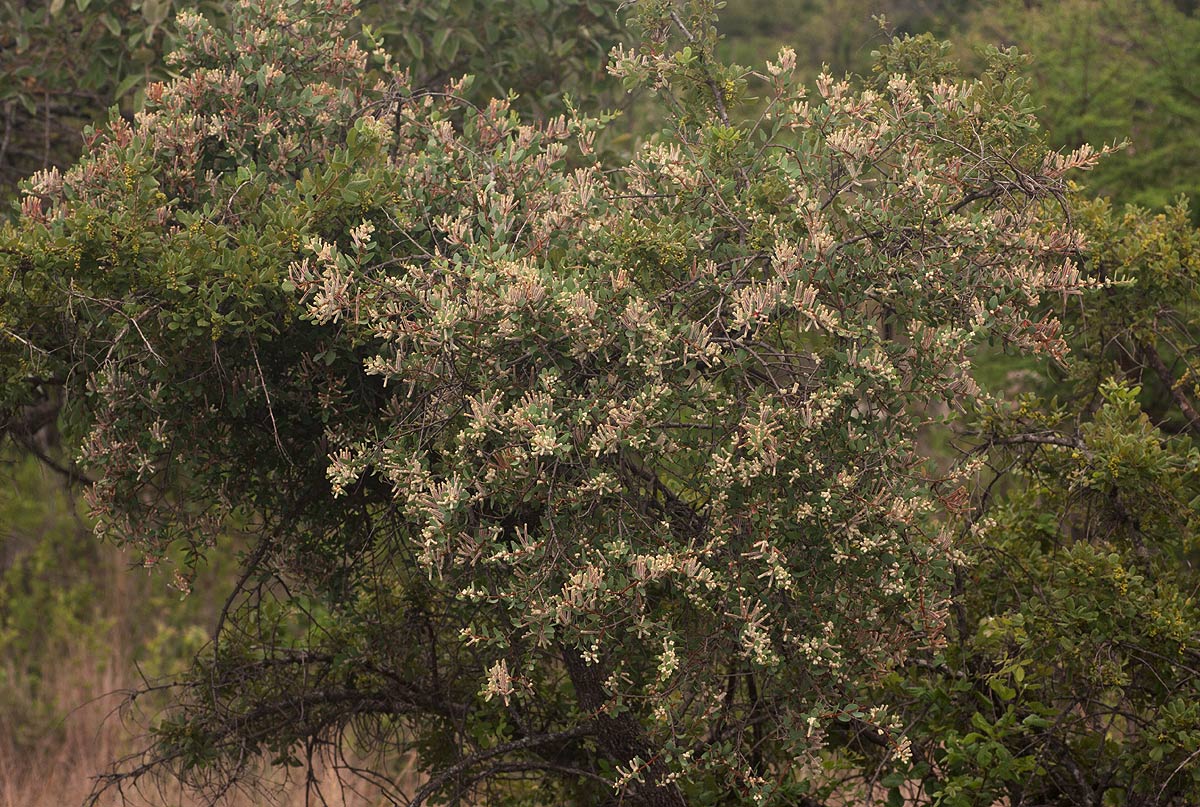 Tapinanthus quequensis