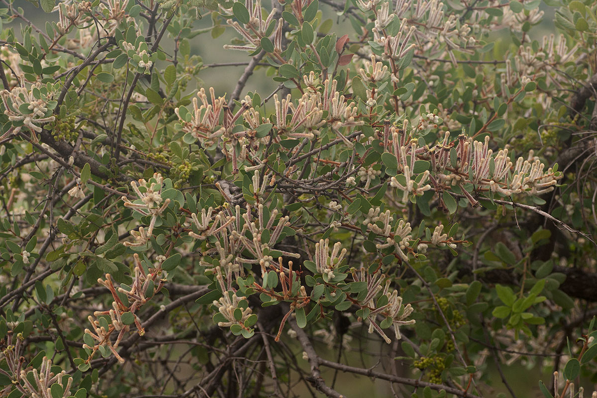 Tapinanthus quequensis Tapinanthus quequensis