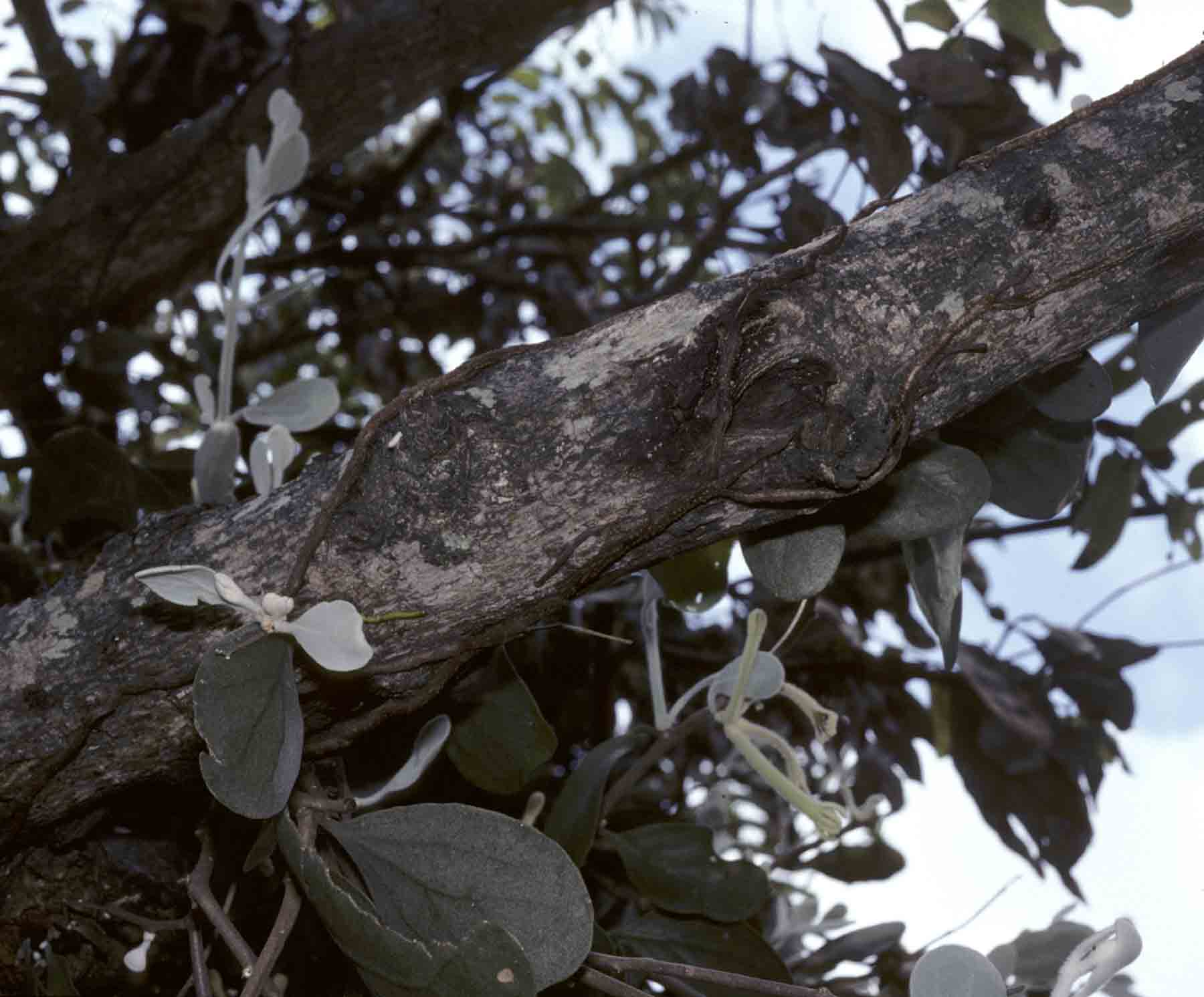 Vanwykia remota Vanwykia remota