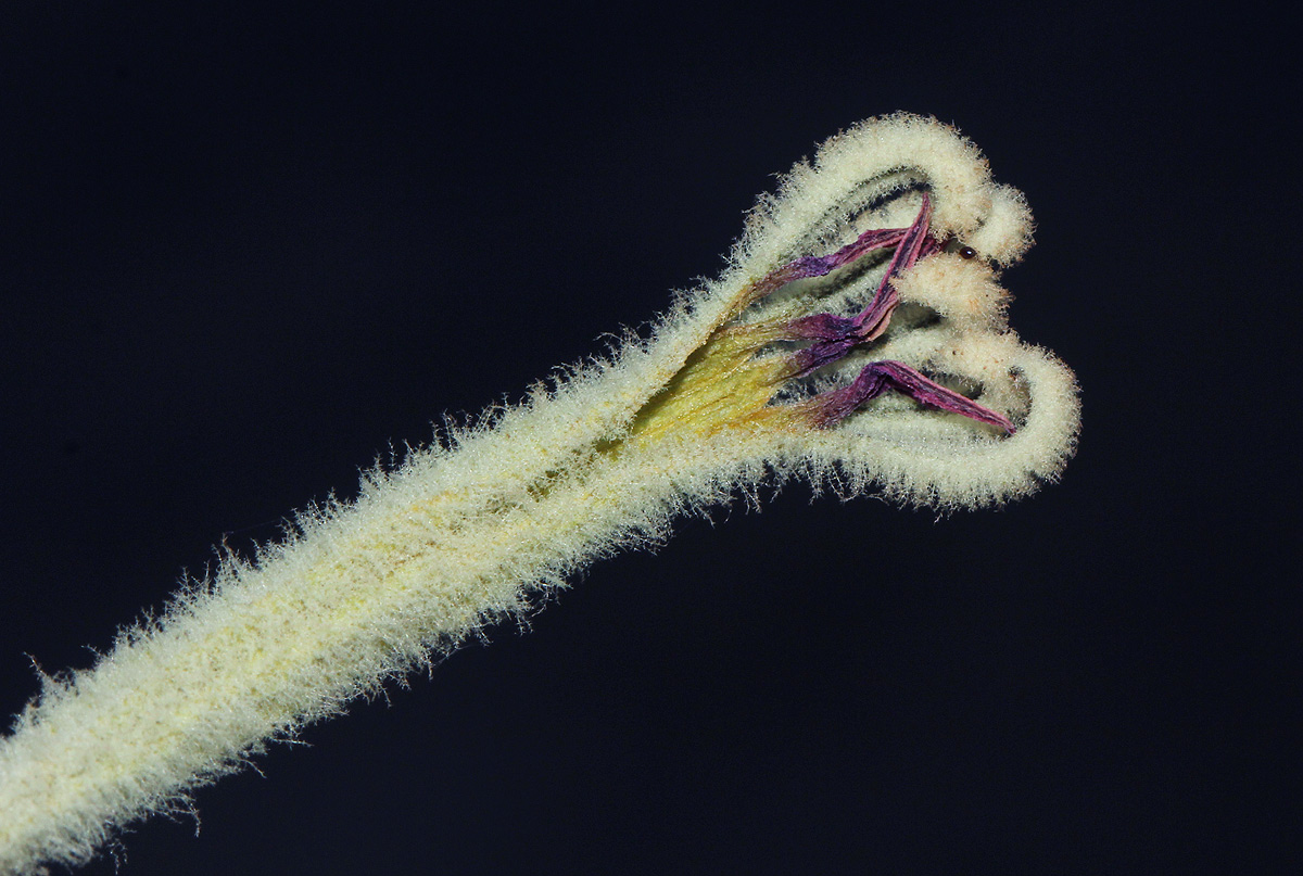 Vanwykia remota Vanwykia remota