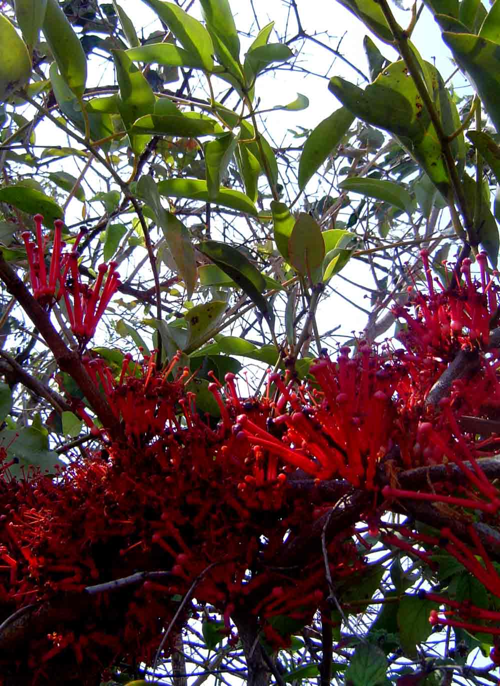 Globimetula mweroensis