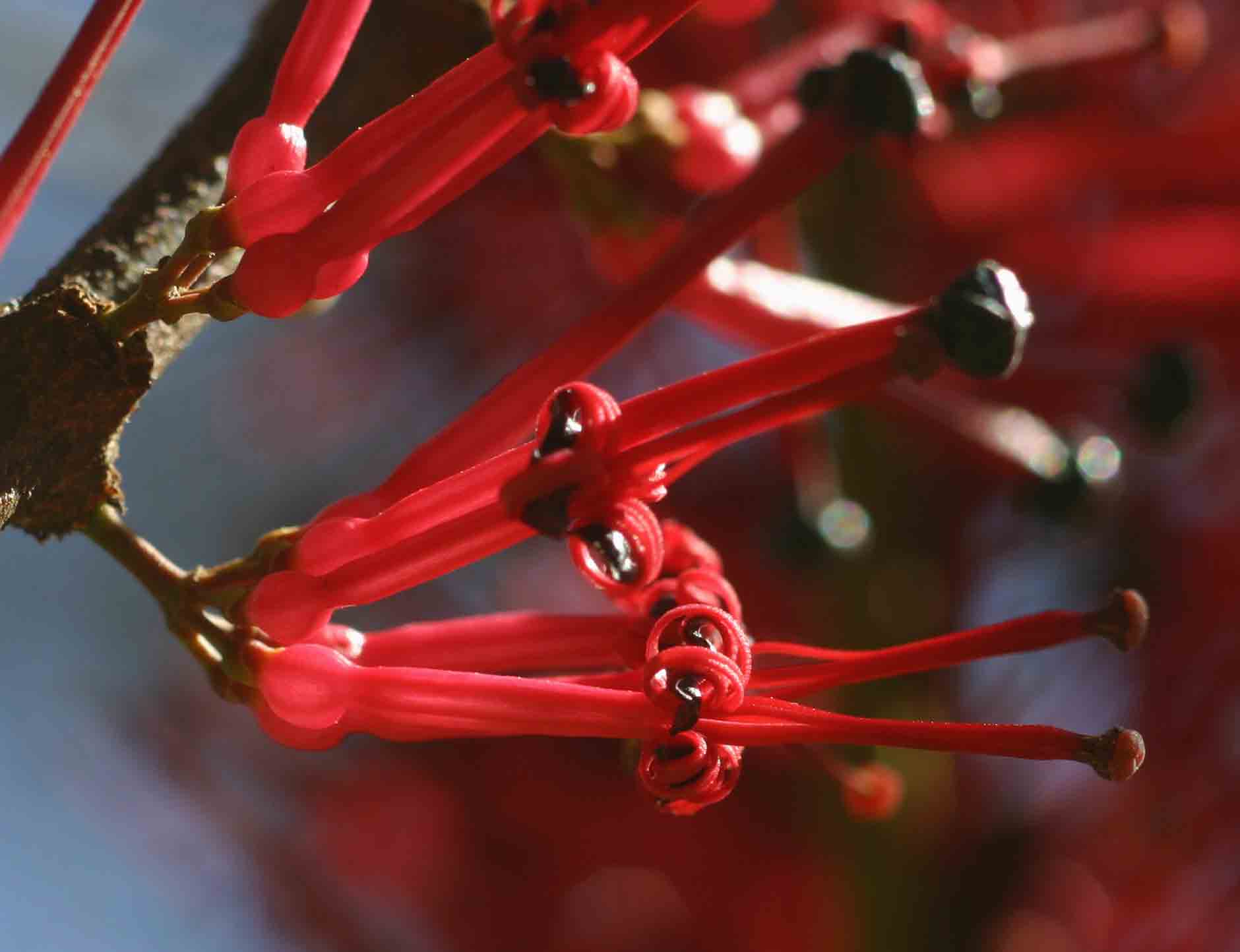 Globimetula mweroensis Globimetula mweroensis