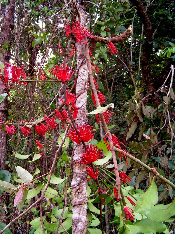 Globimetula mweroensis Globimetula mweroensis