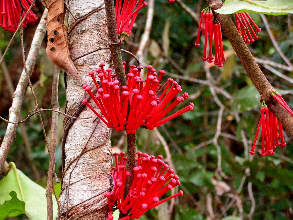 Globimetula mweroensis