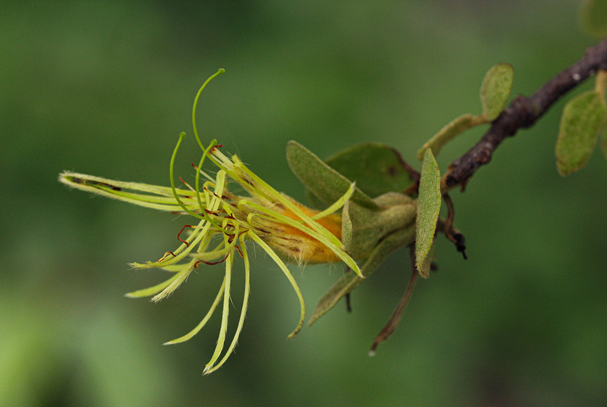 Erianthemum dregei Erianthemum dregei