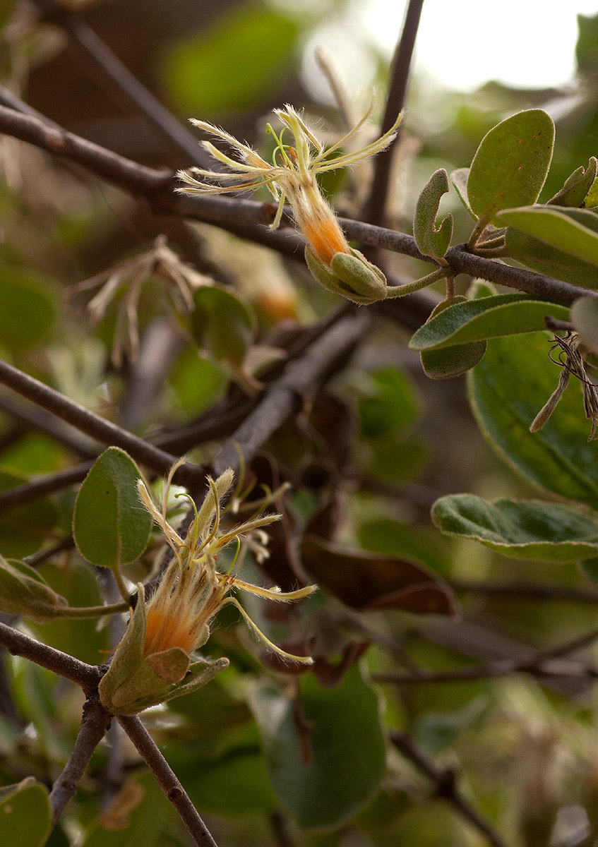 Erianthemum dregei Erianthemum dregei
