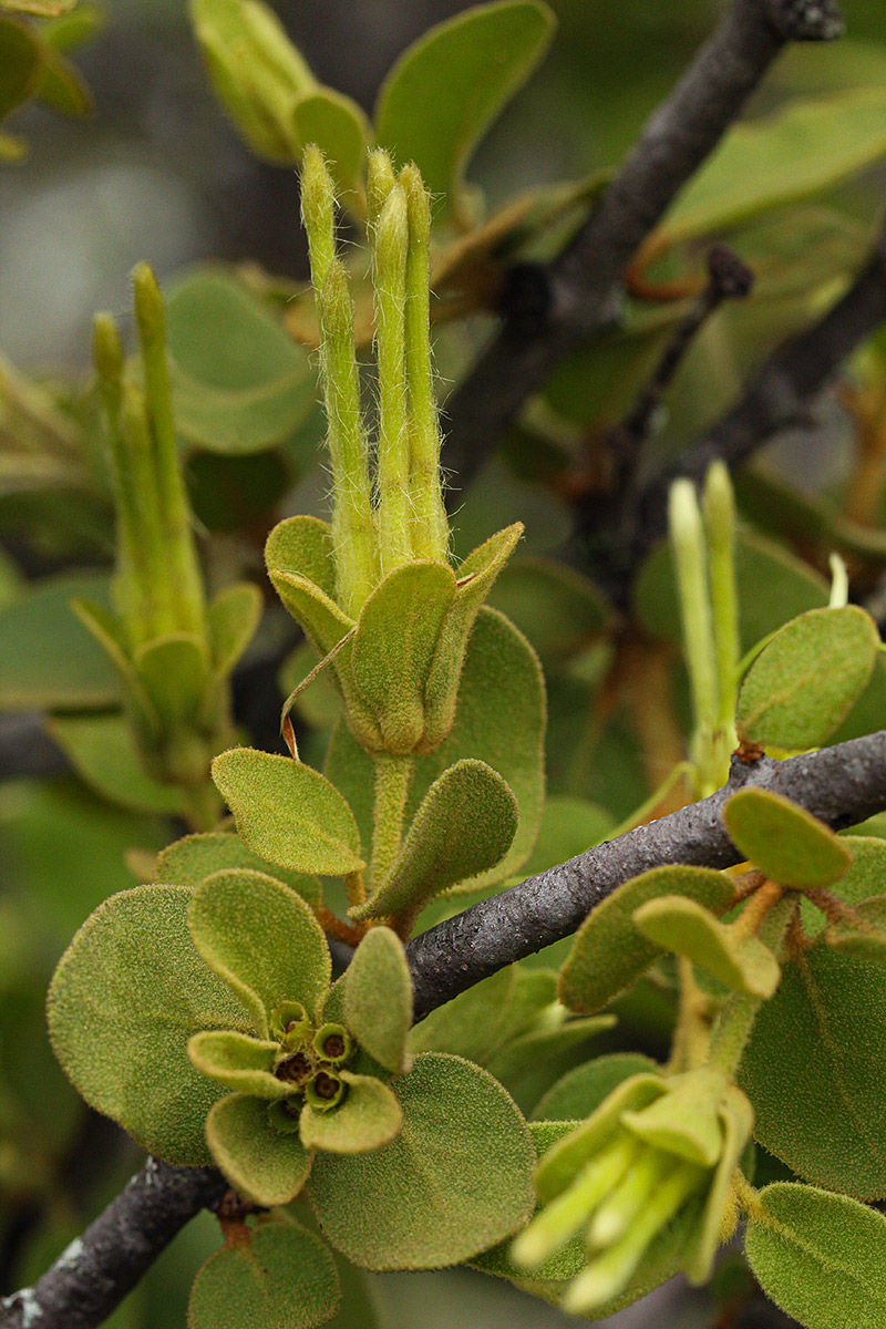 Erianthemum dregei Erianthemum dregei
