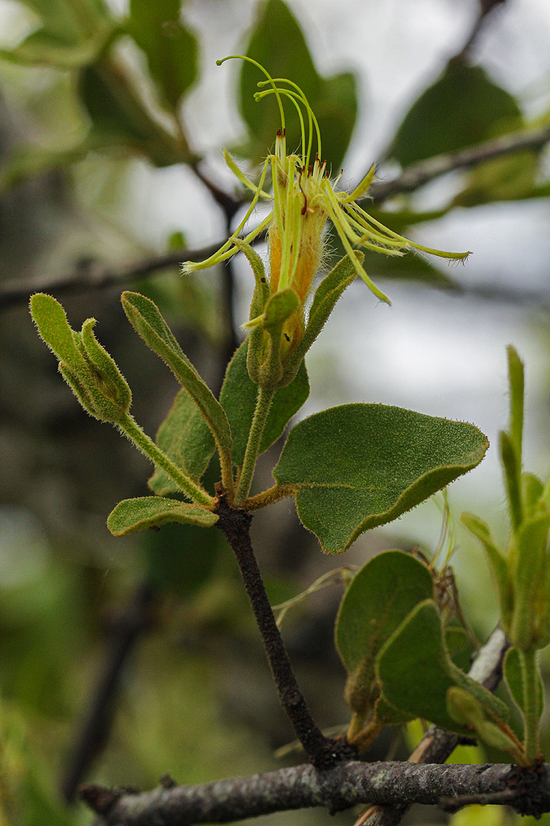Erianthemum dregei Erianthemum dregei
