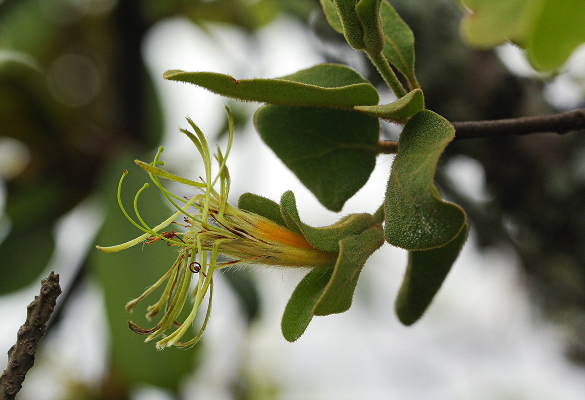 Erianthemum dregei Erianthemum dregei