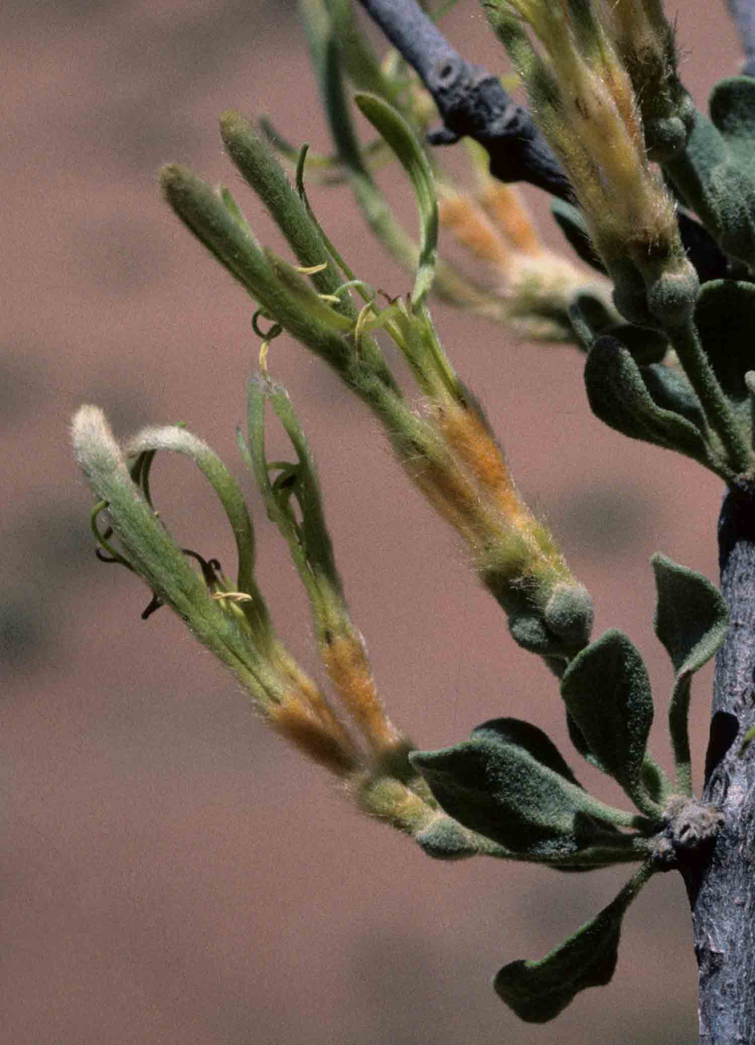 Erianthemum ngamicum