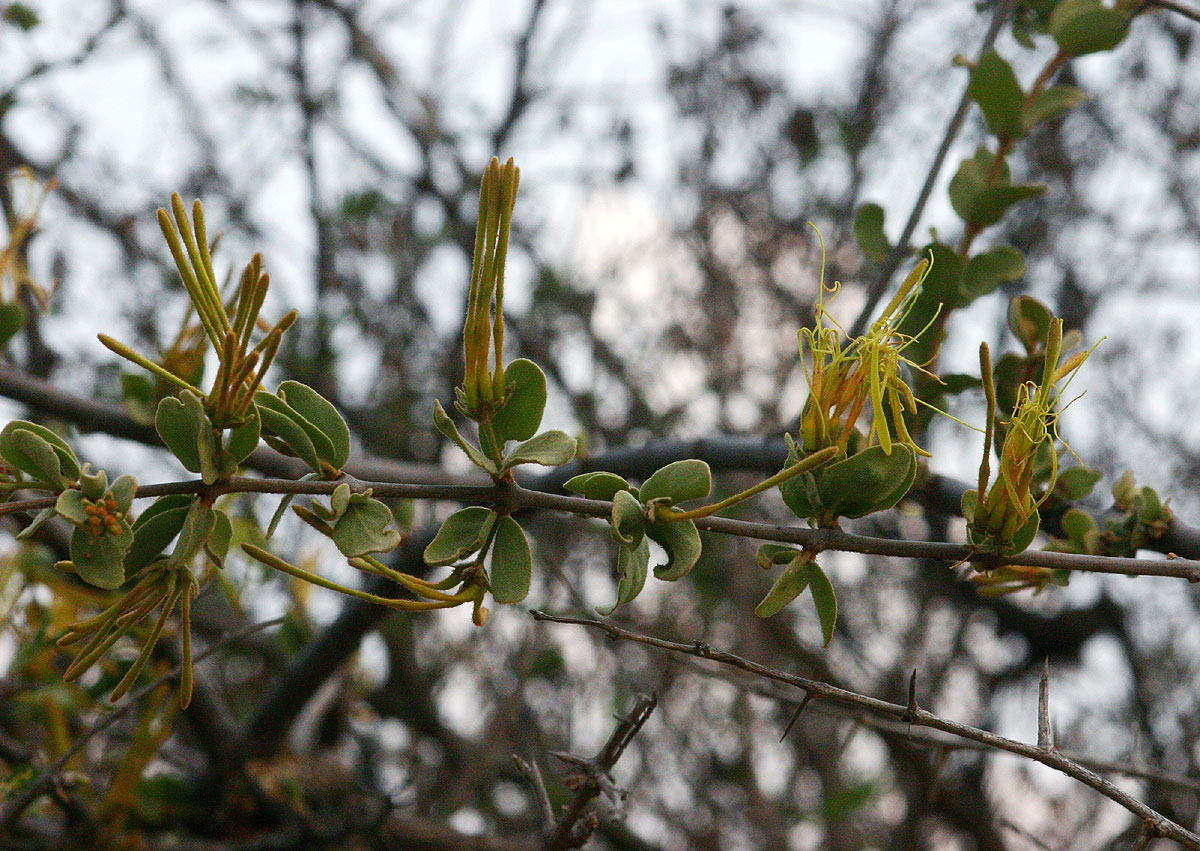 Erianthemum ngamicum