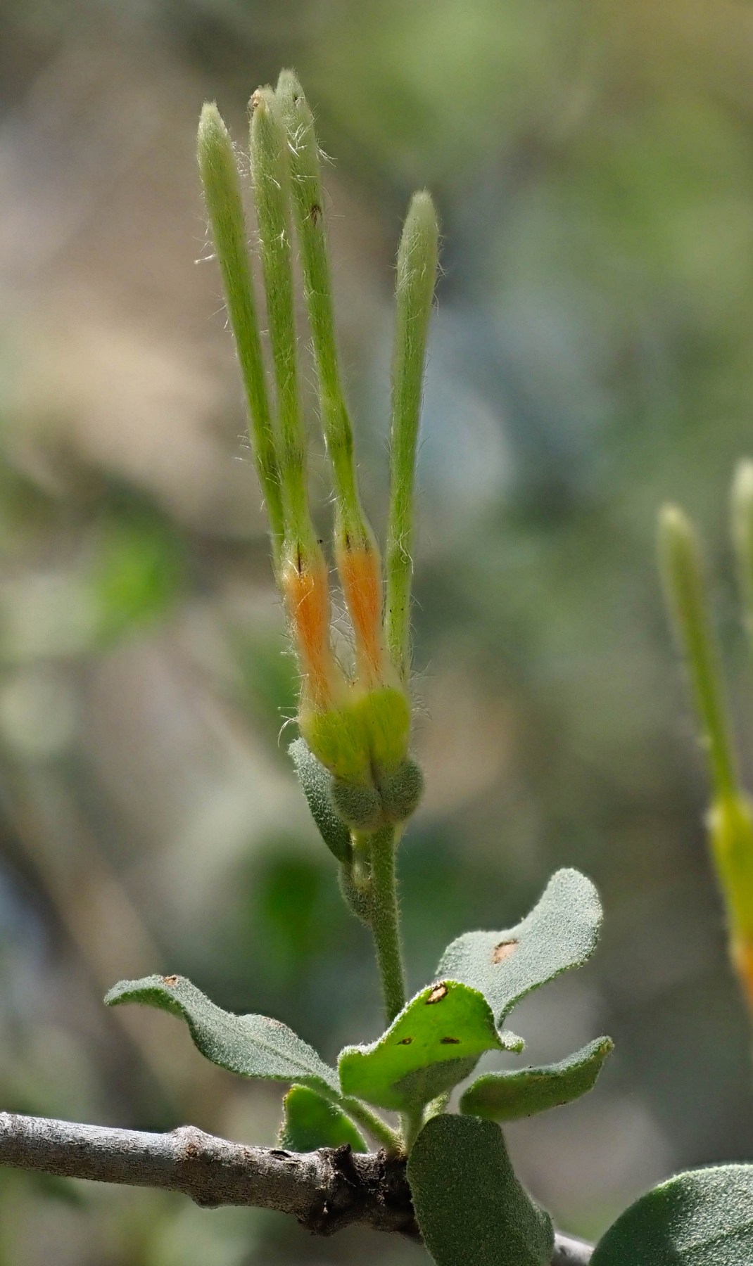Erianthemum ngamicum