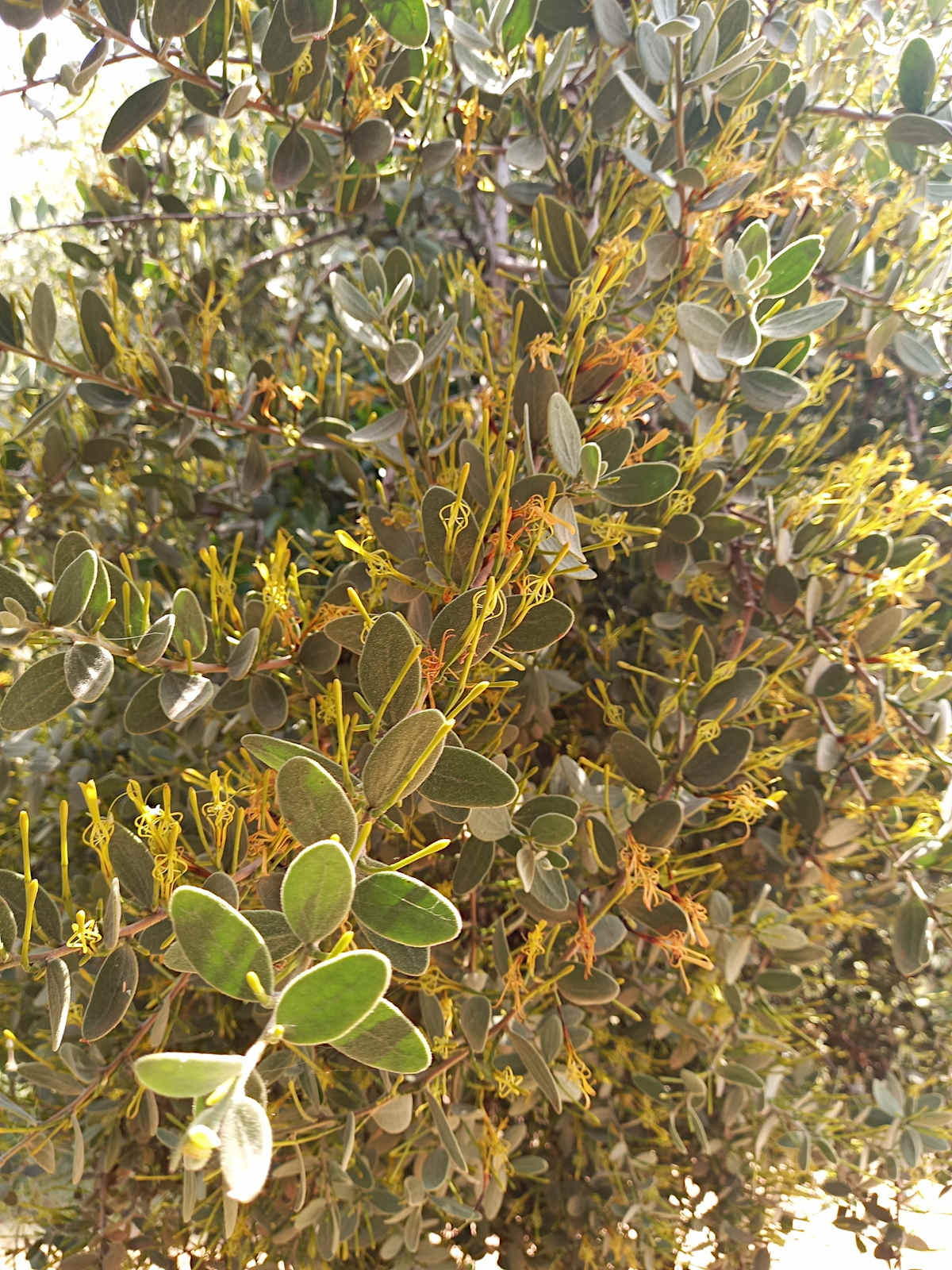 Actinanthella menyharthii