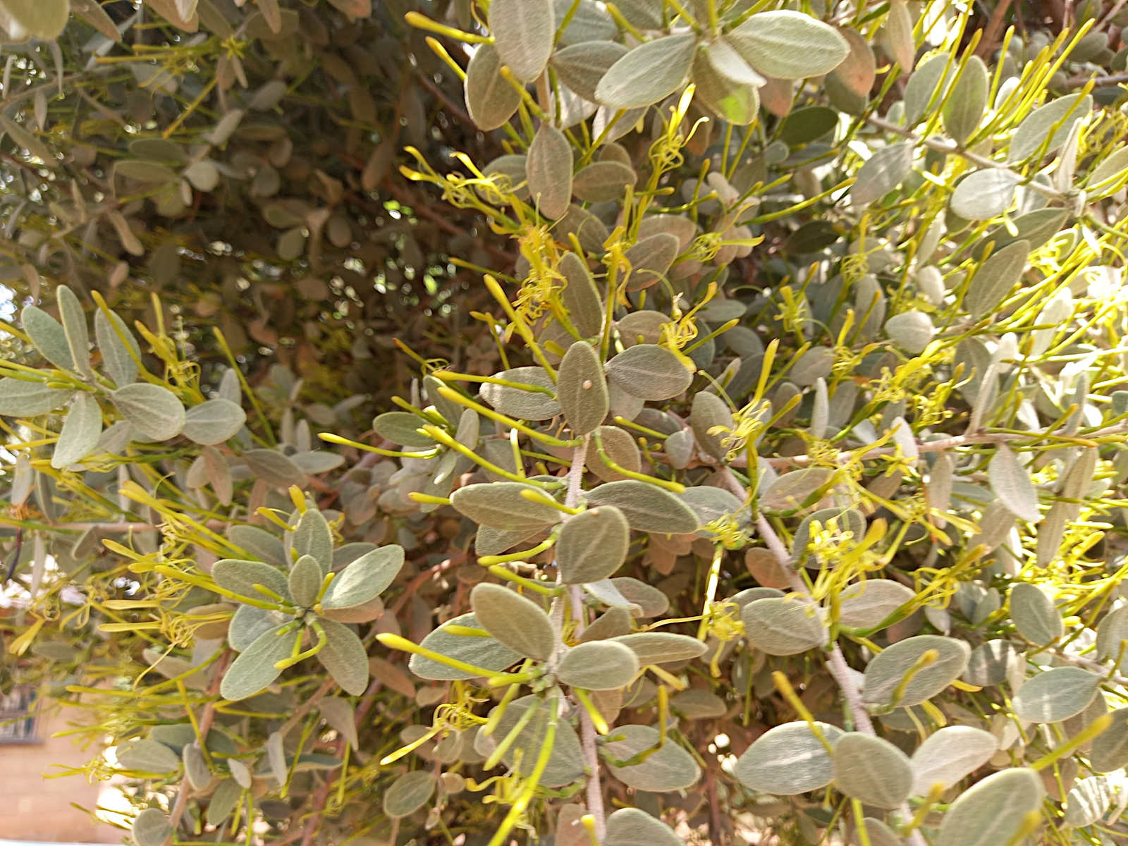 Actinanthella menyharthii