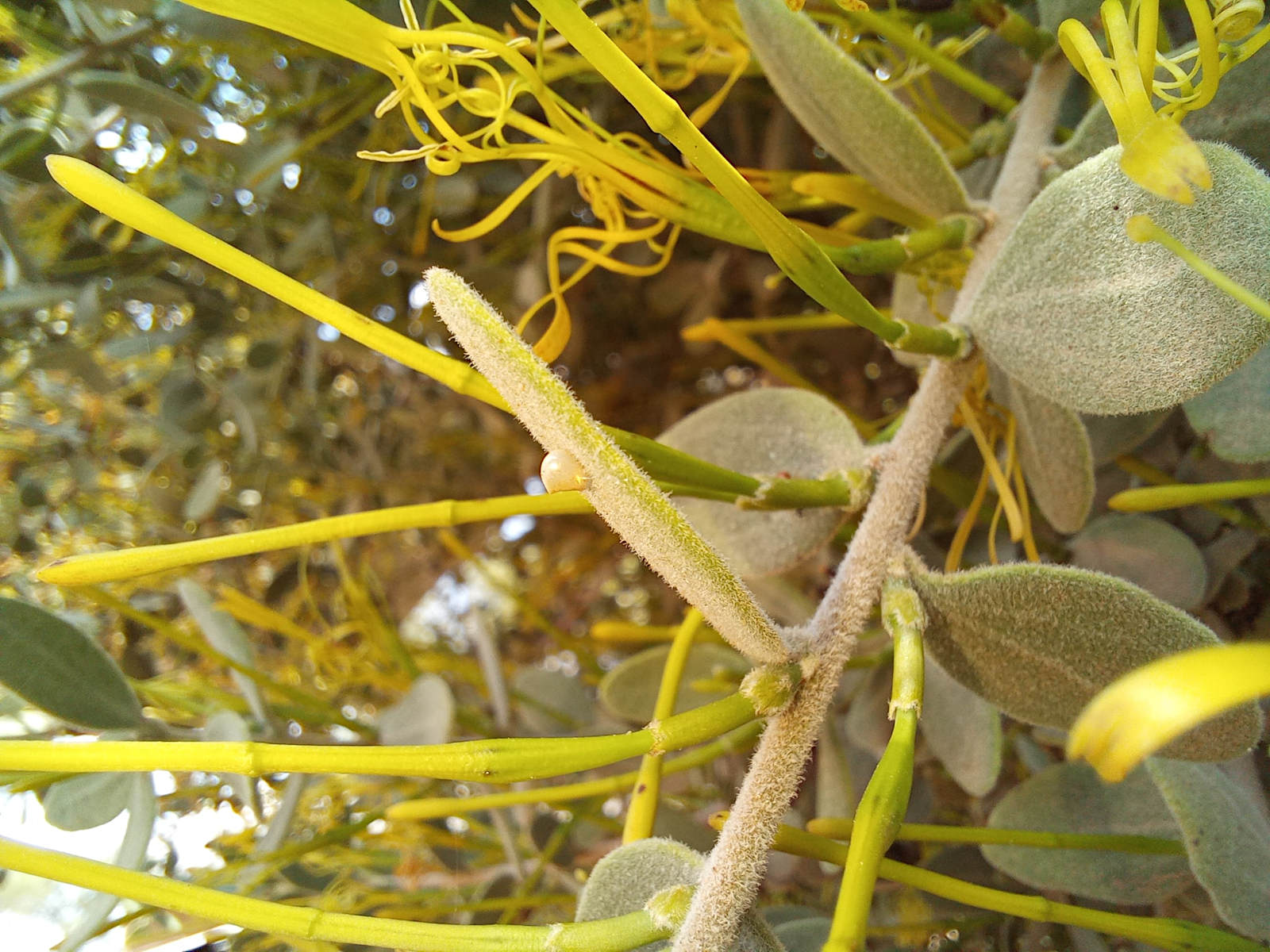 Actinanthella menyharthii Actinanthella menyharthii