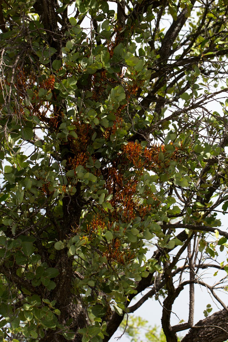 Agelanthus fuellebornii Agelanthus fuellebornii