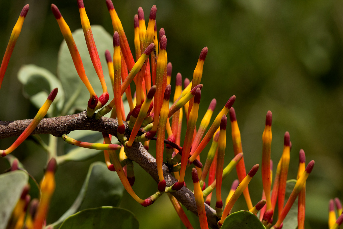 Agelanthus fuellebornii