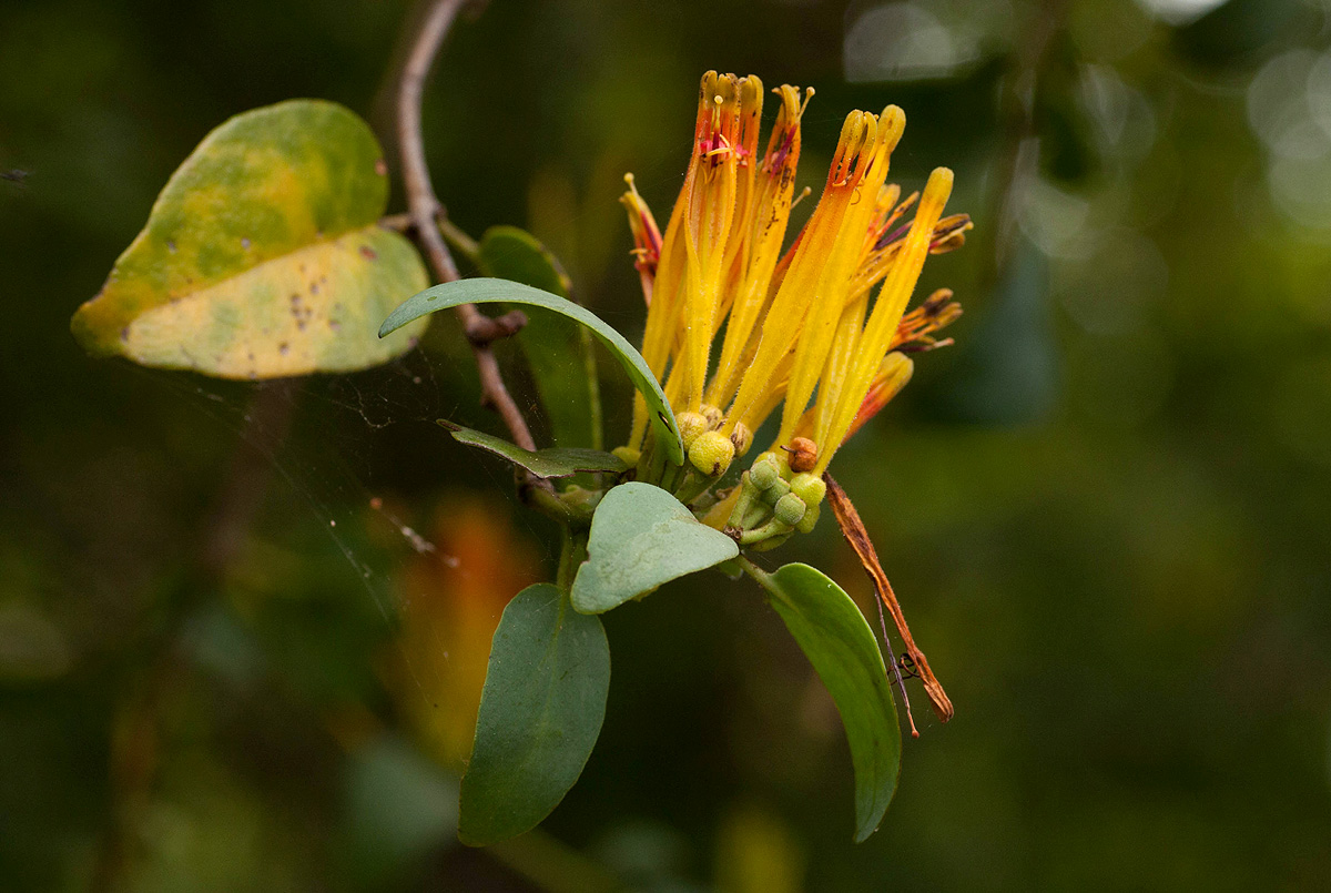 Agelanthus pungu Agelanthus pungu