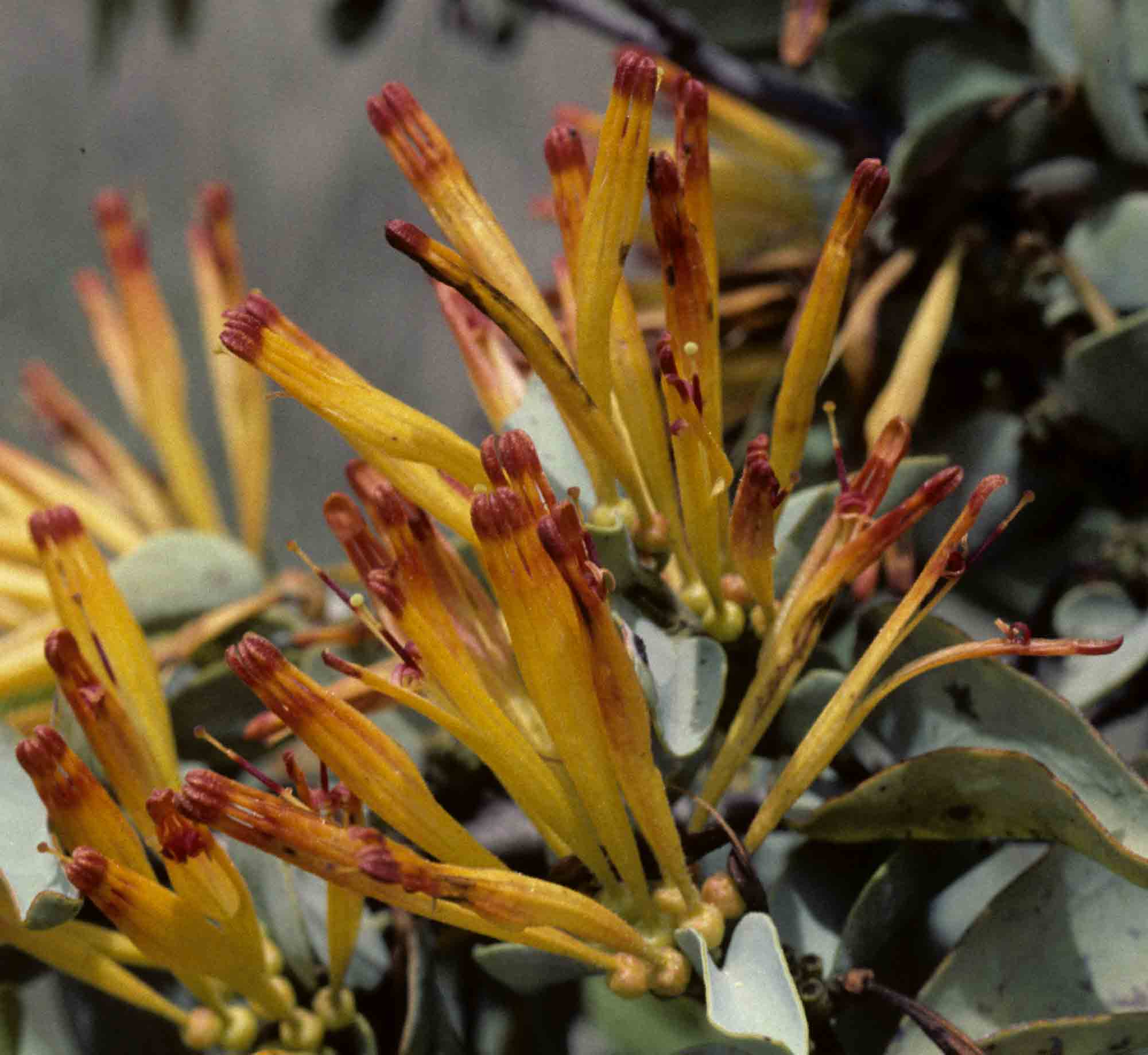 Agelanthus pungu