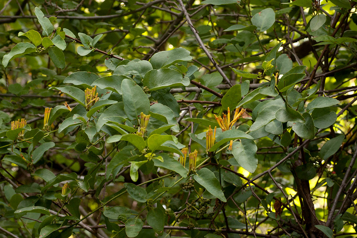 Agelanthus pungu