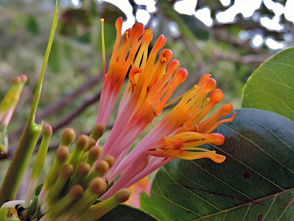 Agelanthus subulatus