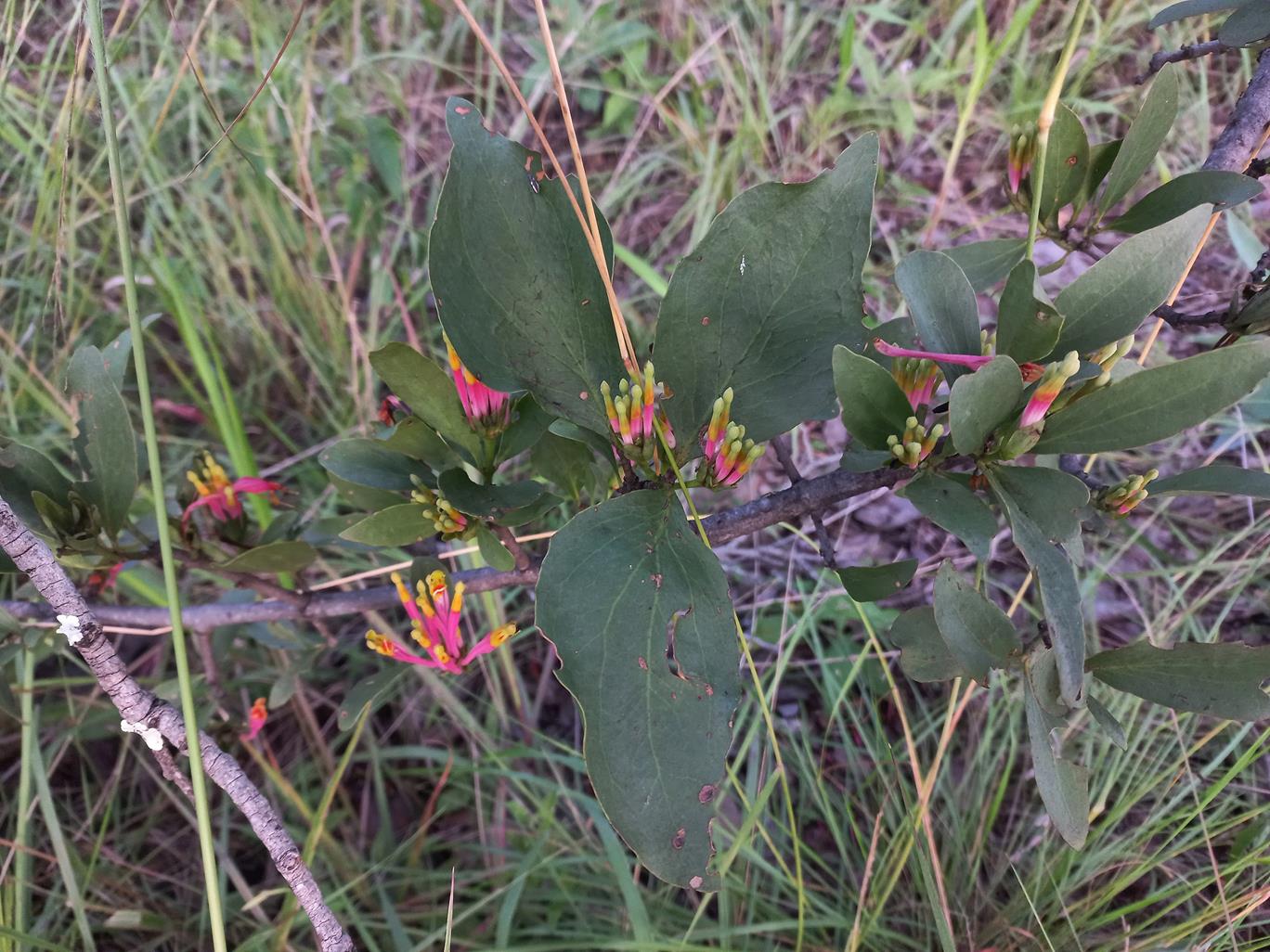 Agelanthus subulatus Agelanthus subulatus